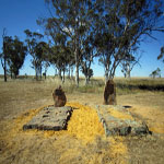 SHIELDS Hesterand Hubert