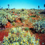 Nullagine Cemetery in springtime