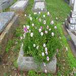 Egerton-Warburton Helen Constance