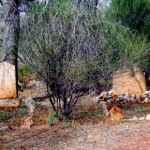 ODONNELL Thomas M & SUTHERLAND James 