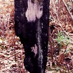 Karridale MC Davies Timber Mill burial site