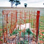 Mulgi east of Gabbin