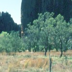 BOURKE, Frank & GIBBS, Oswald Cuthbert