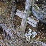 Middle Island SE of Esperance 