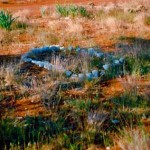 Mullewa old pioneer Cemetery