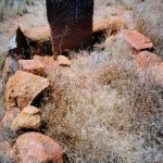 Cosmo Newberry Station