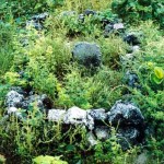 Browse Island Kimberley coast 