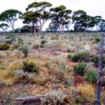 Mt Jackson Station Yilgarn