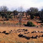 Red Flag Hawks Nest Laverton 