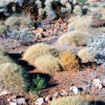 Warrawoona Boulder Hotel ruins