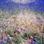 Yarragadee Station Mingenew